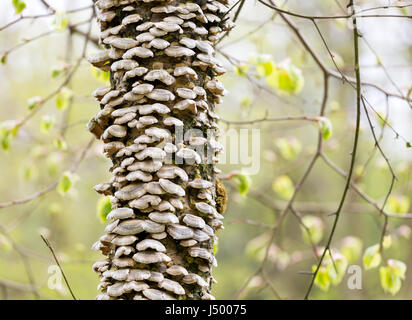 Staffa funghi che crescono sulla betulla Foto Stock