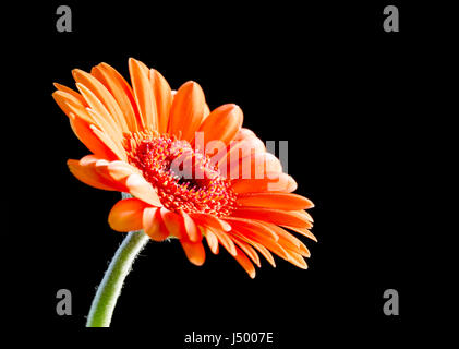Bright orange gerbera flower su nero Foto Stock