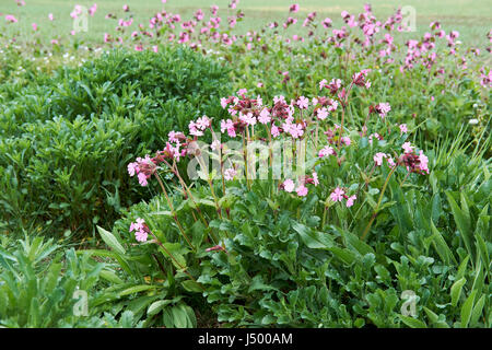 Red Campion (Silene dioica) piantati lungo un margine di campo habitat per la flora e la fauna della zona di conservazione, UK. Foto Stock