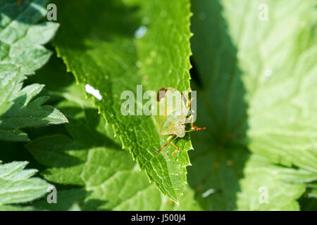 Un verde bug di protezione (Palomena prasina) su un verde foglia di una pianta di giardino, UK. Foto Stock