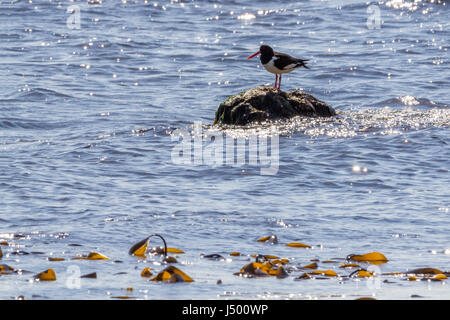 Seashore paesaggio con oystercatcher arroccato su parzialmente sommerso rock. Primo piano di alghe kelp con scintillanti acque blu tutto luccicante al sole. Foto Stock