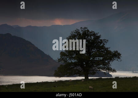 Una quercia sulle rive di Ullswater nel Lake District inglese in un avvicinamento temporale, con nuvole scure e sagome Foto Stock