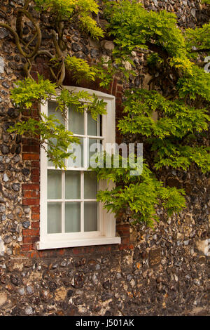 La finestra di un tradizionale norfolk flint cottage con impianto di glicine crescente sulla parete Foto Stock