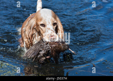 Cane da caccia tenendo una preda in acqua Foto Stock