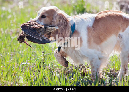 Cane da caccia épagneul portante una beccaccia al proprietario Foto Stock