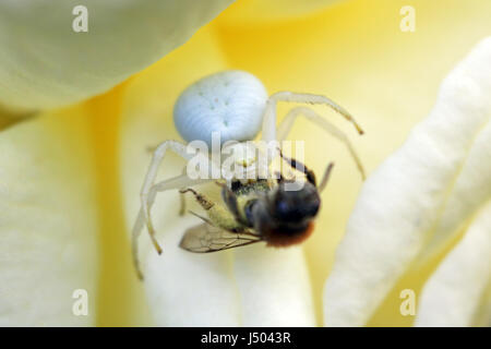 Epsom Surrey, Regno Unito. 14 maggio 2017. Un bianco ragno granchio ha catturato e ucciso un miele delle api su un giardino rose di Epsom Surrey. Credito: Julia Gavin UK/Alamy Live News Foto Stock
