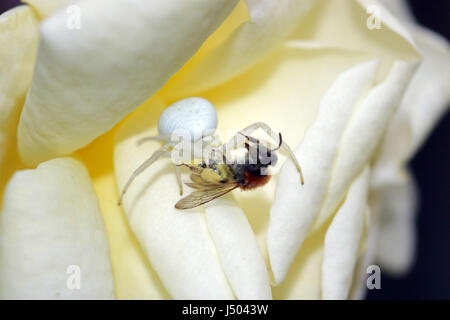 Epsom Surrey, Regno Unito. 14 maggio 2017. Un bianco ragno granchio ha catturato e ucciso un miele delle api su un giardino rose di Epsom Surrey. Credito: Julia Gavin UK/Alamy Live News Foto Stock