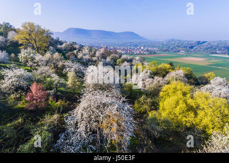 I meli in fiore sul Giura Svevo, accanto la piccola città Owen. Foto Stock