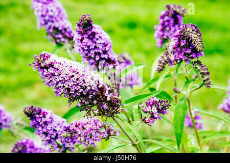 Alabama Mobile County, Mobile, Butterfly bush, fiori selvatici, viola, Buddelja davidii, arbusto deciduo, cluster, giardino, visite turistiche viaggio tour Foto Stock