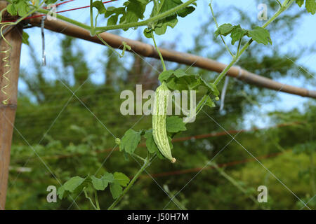 La piantagione cinese gourd Amaro (Balsum pera) fornendo un avvolgimento su un funambolico e sistema di acqua con il tubo sistema di approvvigionamento di acqua nel sole di sera li Foto Stock