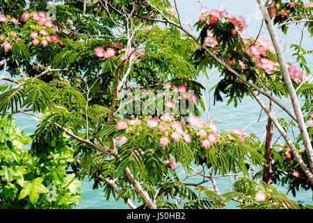 Alabama St. Stephens, St Stephens sito storico, ex cava, vegetazione, fiore, alberi di mimosa rosa, i visitatori viaggio turismo turistico Foto Stock