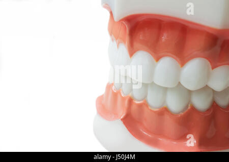 Denti dentale modello su sfondo bianco con tracciato di ritaglio Foto Stock