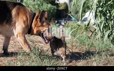 Una vera storia d amore tra un gatto femmina e un pastore tedesco maschio Foto Stock