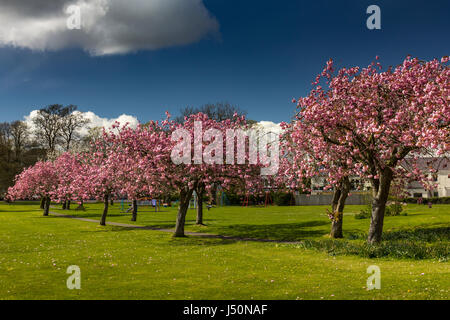 Viale di alberi di ciliegio in fioritura in Lochside Park, Castle Douglas, Dumfries and Galloway, Scozia. Foto Stock