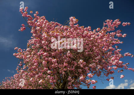 Cherry tree blossom against a blue sky. Foto Stock