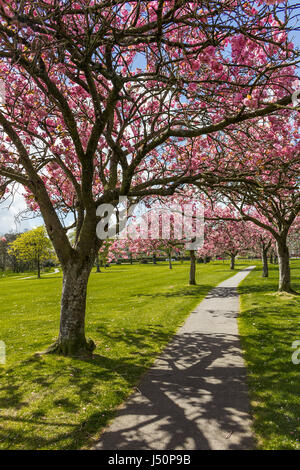 Guardando lungo un sentiero attraverso un viale di ciliegi in fiore in Lochside Park, Castle Douglas, Dumfries and Galloway, Scozia. Foto Stock