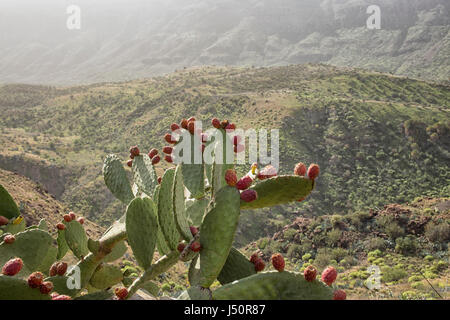 Chumbera nopal cactus pianta con fiori di colore rosso Foto Stock