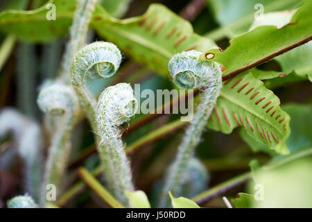 Spiegatura fronde di felce in un paese di lingua inglese giardino aiuola, UK. Foto Stock