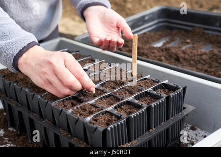Donna nana la semina di semi di fagiolo in compost riempito plug vasi per piante in un giardino banco di incapsulazione, UK. Foto Stock