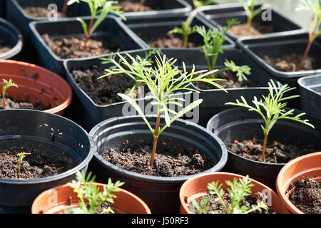 Nigella piantine che crescono in compost vasi riempiti in una serra, UK. Foto Stock