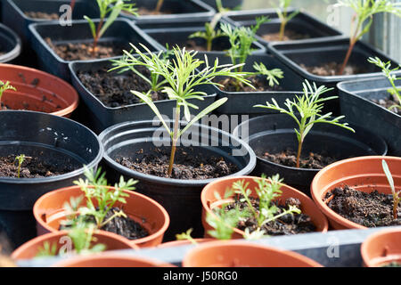 Nigella piantine che crescono in compost vasi riempiti in una serra, UK. Foto Stock