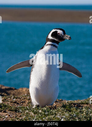 Ritratto dei pinguini di Magellano. Primo piano. Argentina. Peninsula Valdes. Foto Stock