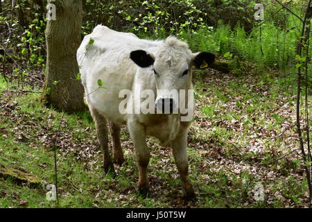 British bovini bianchi nel bosco a Roydon, Norfolk, Regno Unito Foto Stock