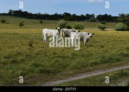 British bovini bianchi guardando la telecamera a Roydon comune natura Riserva, Roydon, Norfolk, Regno Unito Foto Stock