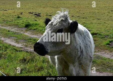 Close up British bovini bianchi a Roydon comune natura Riserva, Roydon, Norfolk, Regno Unito Foto Stock