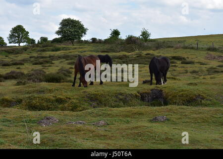 Il marrone scuro e boschi di castagno e pony selvatici di pascolare su Roydon comune natura Riserva, Roydon, Norfolk, Regno Unito Foto Stock