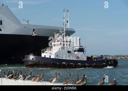 Una nave da crociera e tirare guardato da pellicani in Port Canaveral Florida USA Foto Stock