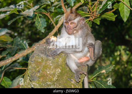 Un granchio mangia macaco scimmia appollaiata su un muschio coperto statua Foto Stock