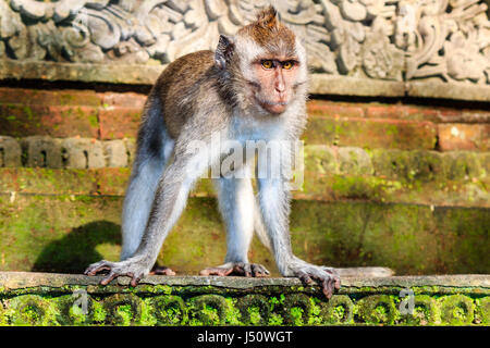 Design Balinese di lunga coda Macaque monkey in piedi su un tempio Foto Stock