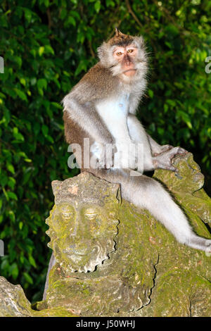 Una lunga coda Macaque siede su un muschio coperto statua in Ubud, Bali Foto Stock