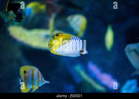 Colorato acquario che mostrano diversi pesci colorati nuoto Foto Stock