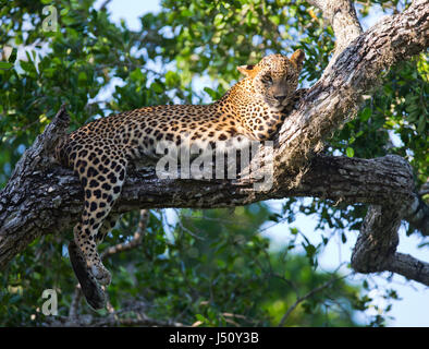 Il leopardo giace su un grande ramo d'albero. Sri Lanka. Foto Stock