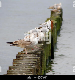 Alcuni gabbiani su una scogliera di legno in Kolobrzeg Foto Stock