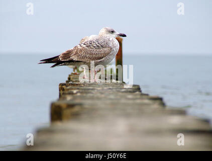 Alcuni gabbiani su una scogliera di legno in Kolobrzeg Foto Stock