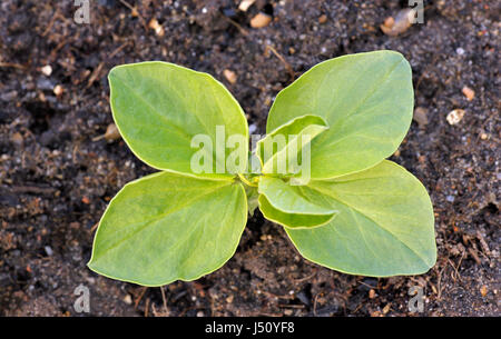 Fagiolo di ampia varietà vegetale Witkiem Manita, Vicia faba noto anche come favino, fava, bell, cavallo, Windsor, piccione e tic bean. Foto Stock