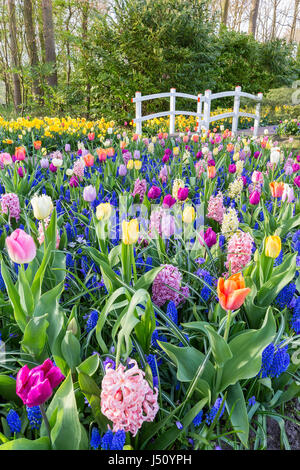 Campo misto di fiori con i tulipani giacinti e ponte bianco Foto Stock