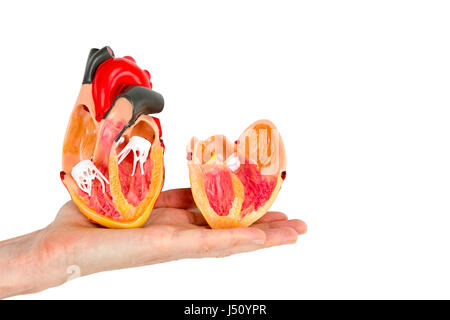 La mano che mostra all'interno del cuore umano modello isolato su sfondo bianco Foto Stock