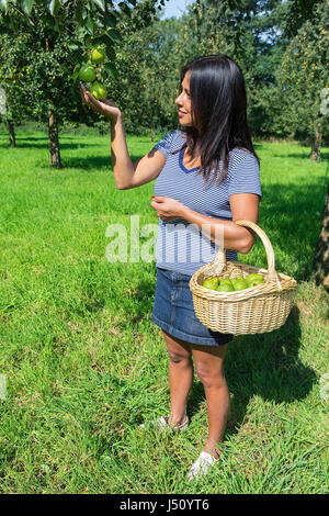 Giovane donna colombiano nel frutteto con pere e carrello Foto Stock