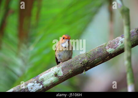 Rufous-browed flycatcher (Anthipes solitaris) a Sumatra, Indonesia Foto Stock