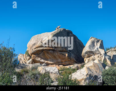 Due Grifone, Gyps fulvus, arroccato su un masso di granito in La Pedriza, Guadarrama Mountains National Park, Madrid, Spagna Foto Stock