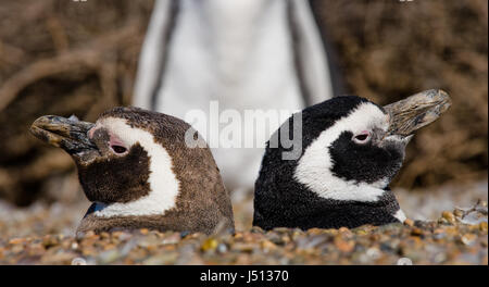 Due pinguini in un buco. Immagine divertente. Argentina. Peninsula Valdes. Foto Stock