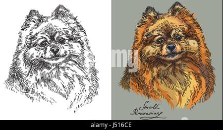 Piccolo vettore di Pomerania del disegno a mano illustrazione in bianco e nero e i diversi colori su sfondo grigio Illustrazione Vettoriale