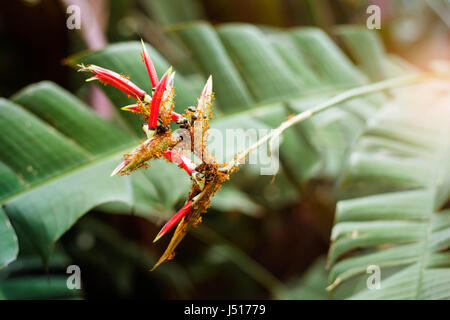 Le formiche sui fiori tropicali dell'Asia. Foto Stock