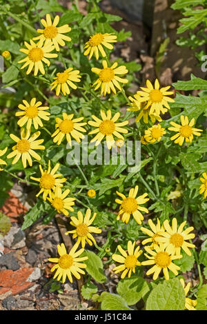 Oxford erba tossica (Senecio squalidus) Foto Stock