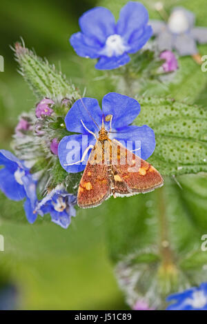 Piccola viola e oro Micro-moth alimentazione su alkanet verde Foto Stock