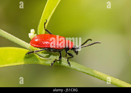 A testa nera Cardinale Beetle (Pyrochroa coccinea) Foto Stock